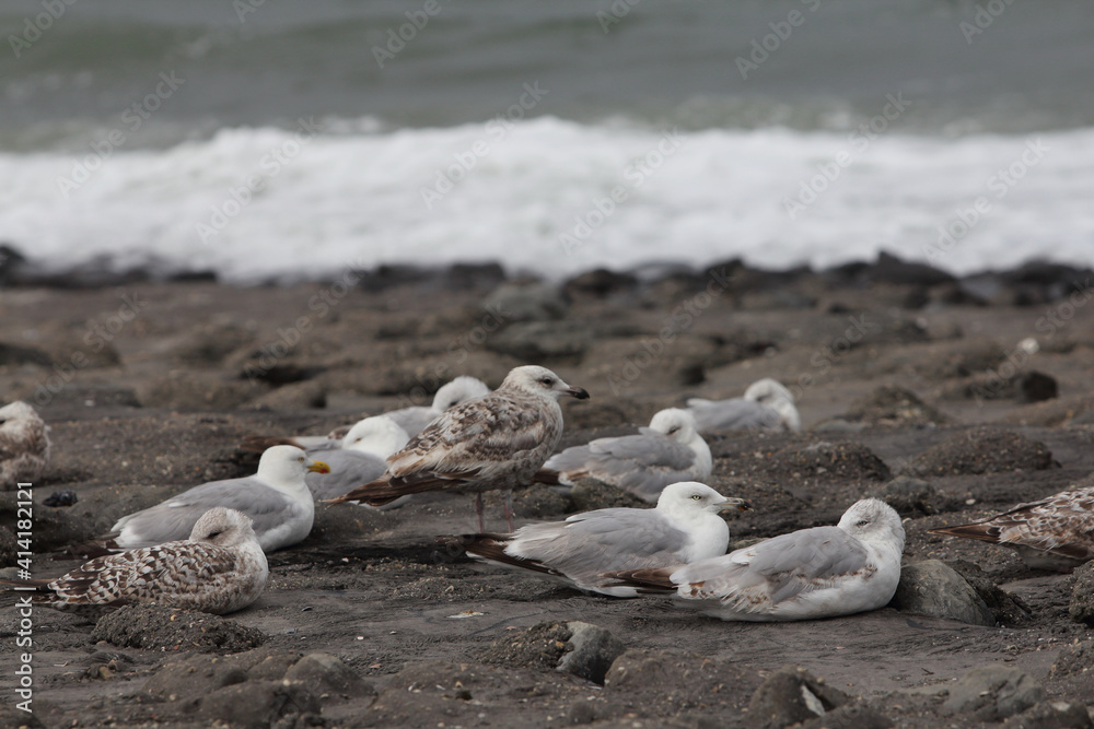 Fototapeta premium The European herring gull (Larus argentatus) is a large gull. One of the best known of all gulls along the shores of western Europe, it was once abundant. 