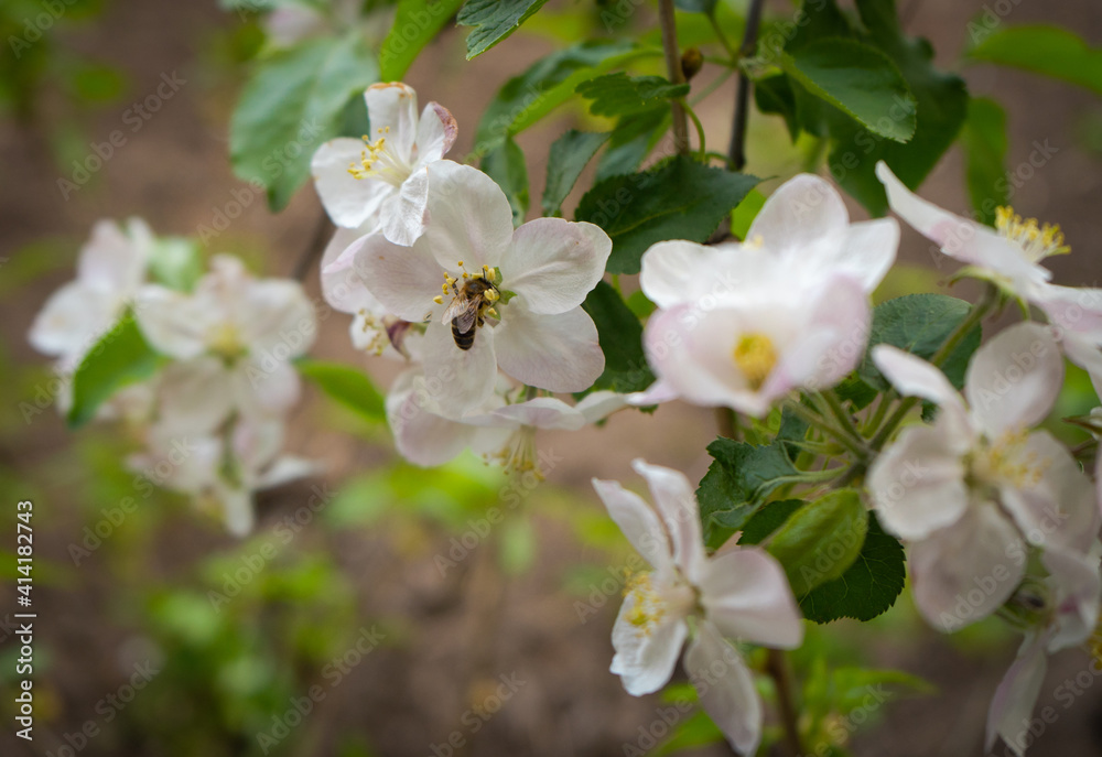 Apple tree flowers and bee Apple tree flowers and bee