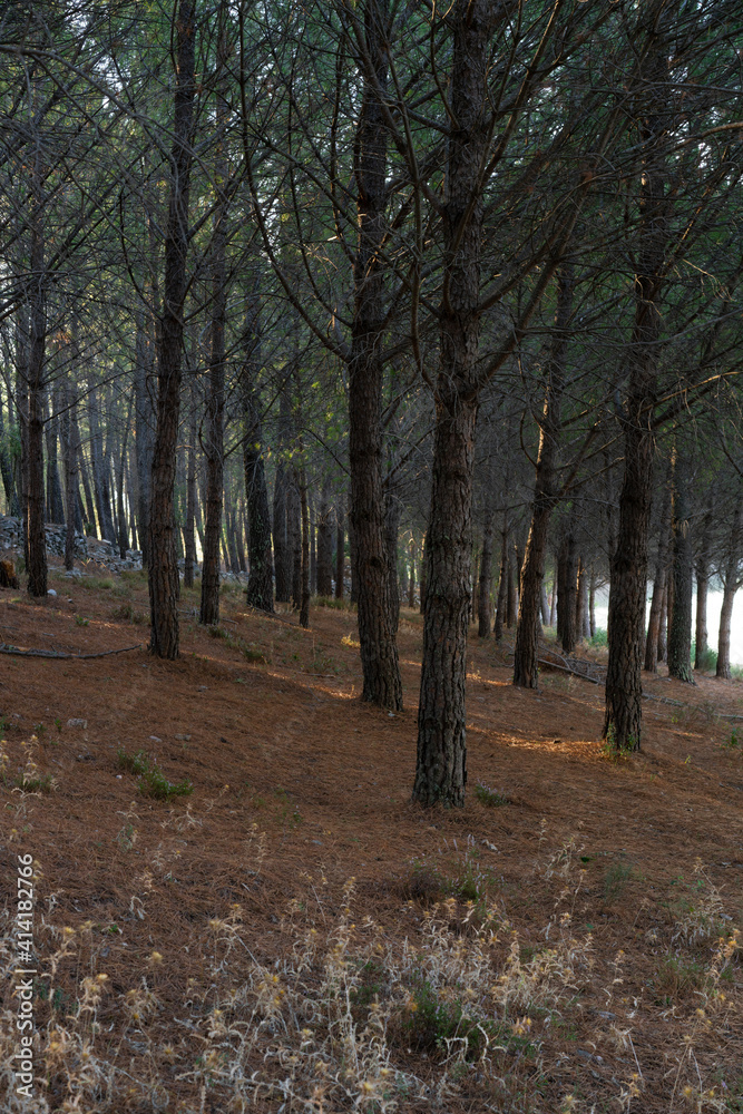 Fototapeta premium Pine trees landscape with path for hiking in Alentejo, Portugal