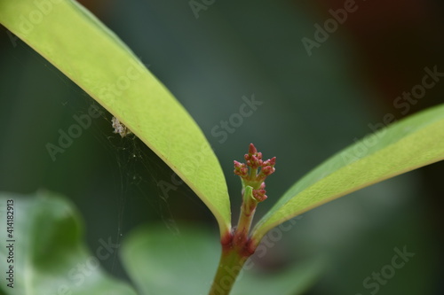 pink flowering bud with leaves