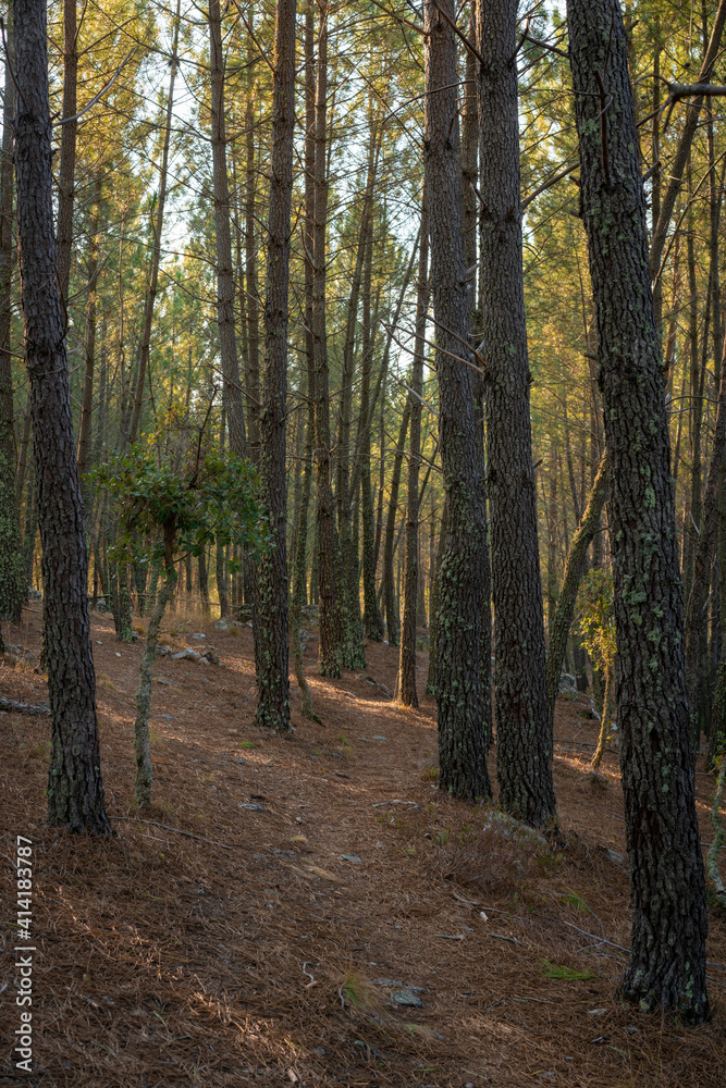 Fototapeta premium Pine trees landscape with path for hiking in Alentejo, Portugal