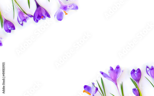 Frame of violet crocuses on a white background with space for text. Spring flowers. Top view, flat lay