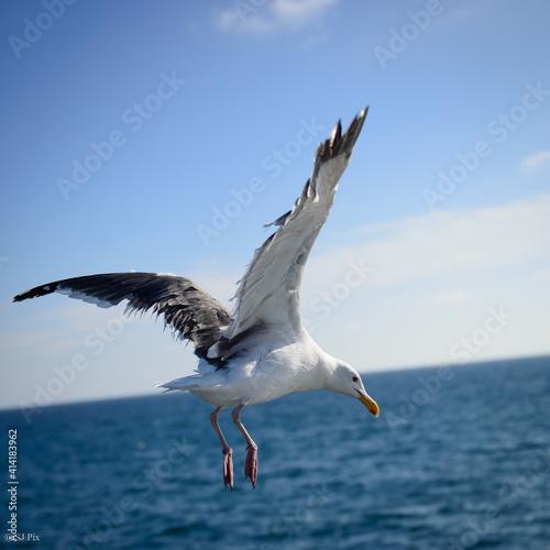 seagull in flight
