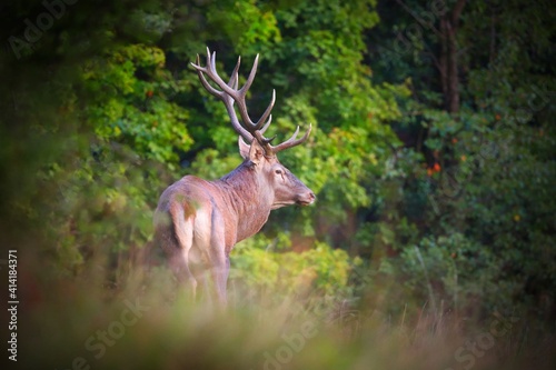 Red deer  cervus elaphus  standing in forest in in summertime nature. Stag with massive antlers looking in woodland. Wild mammal observing through the trees from back.