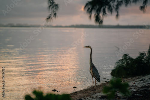 nature animal bird sea reflection horizon tree coast florida 
