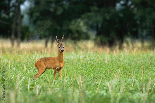 Big roe deer, capreolus capreolus, buck standing on agricultural field in summer with copy space. Animal wildlife with massive antlers staring aside on green meadow in horizontal composition.