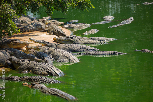 Crocodiles in nature swim in the lake. Many predators lie on the banks of the river, basking in the sun. Crocodile farm.