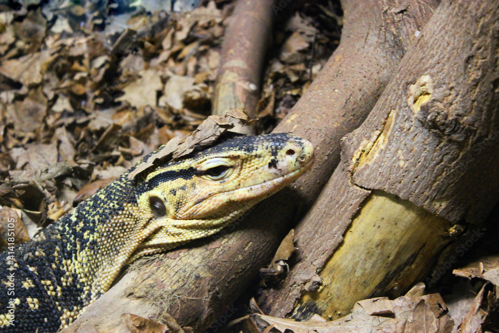 Naklejka premium A large yellow lizard lives in a glass cabinet at a public zoo. Close-up of a reptile's head. Close-up of a young lizard camouflaged in nature. This iguana species ranges in color from deep red to