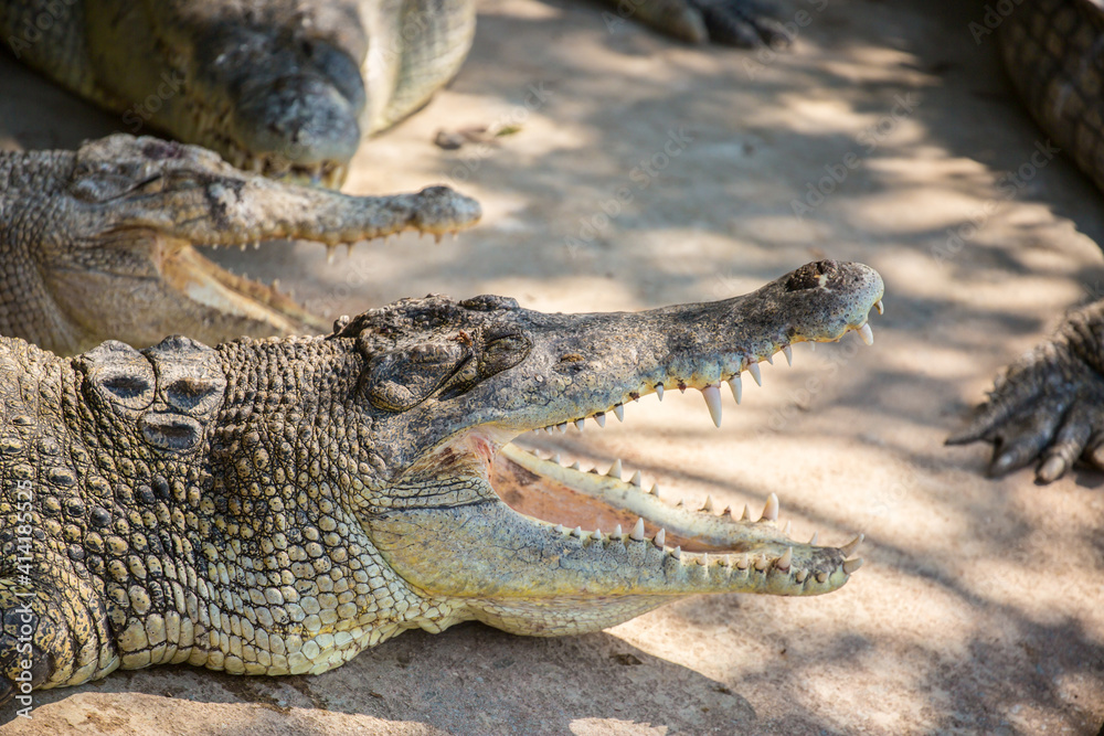 Naklejka premium Crocodiles in nature swim in the lake. Many predators lie on the banks of the river, basking in the sun. Crocodile farm.