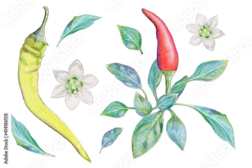 Set of hot peppers, leaves, flowers drawn by hand with watercolor pencils on a white background. design for menu, restaurant, kitchen, website.