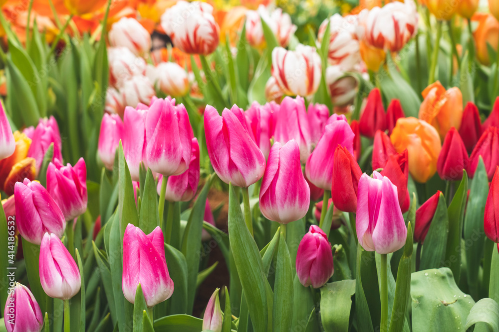 lots of colorful tulips close-up, different varieties of tulips, bright spring flowers, background image, selective focus, tinted image lots of colorful tulips close-up, different varieties of tulips, bright spring flowers, background image, selective focus, tinted image