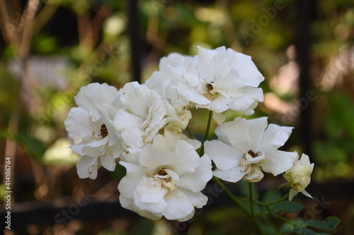 bunch of white roses 