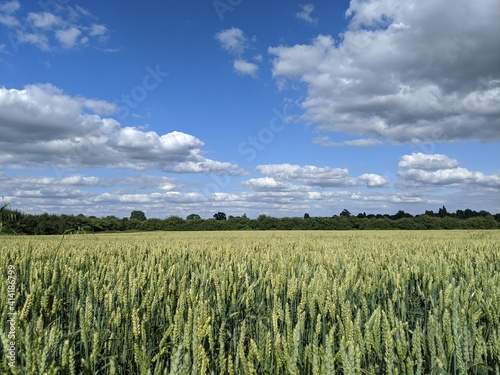 wheat field and sky