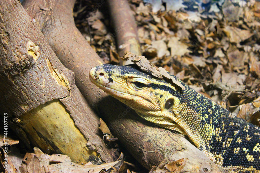 Naklejka premium A large yellow lizard lives in a glass cabinet at a public zoo. Close-up of a reptile's head. Close-up of a young lizard camouflaged in nature. This iguana species ranges in color from deep red to