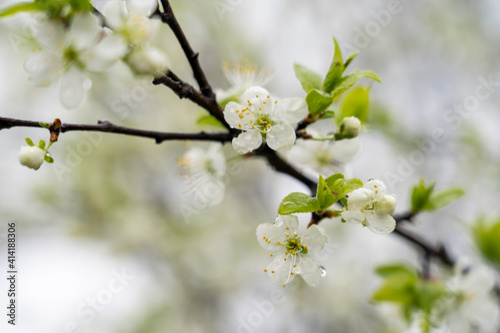 Apple tree blooming in spring with white flowers, close-up, tinted image, spring flowers selective focus