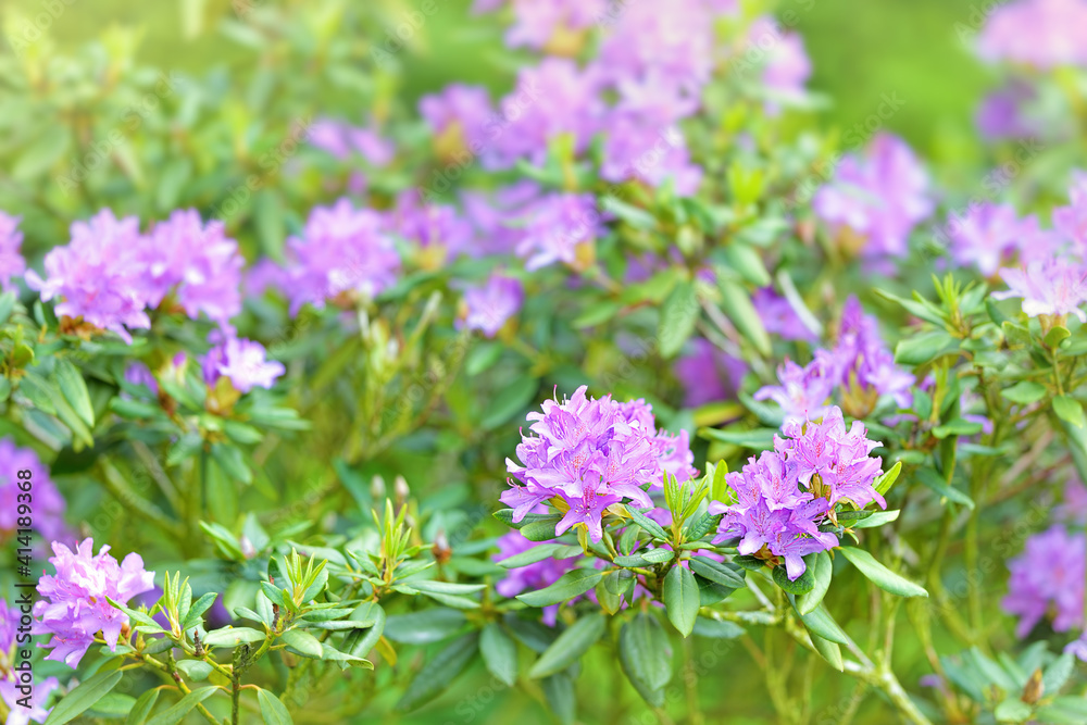 Natural colorful large bush blooming Rhododendron in the spring garden. Many pink violet flowers of Rhododendron in bloom. Azalea Natural colorful large bush blooming Rhododendron in the spring garden. Many pink violet flowers of Rhododendron in bloom. Azalea