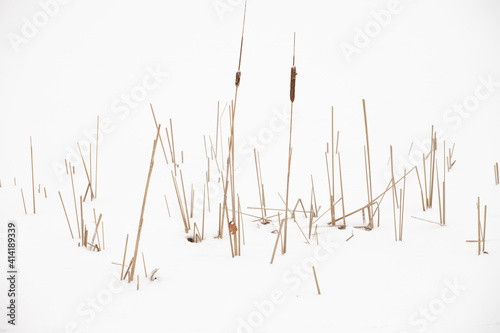 reeds in the snow