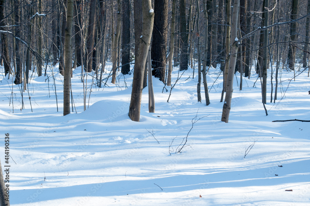 Winter landscape of a snowy forest with snowdrifts and tree trunks.