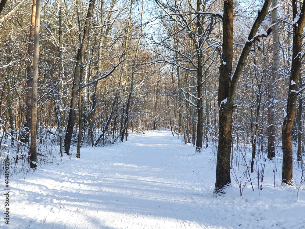 droga przez zaśnieżony las // road through the snowy forest
