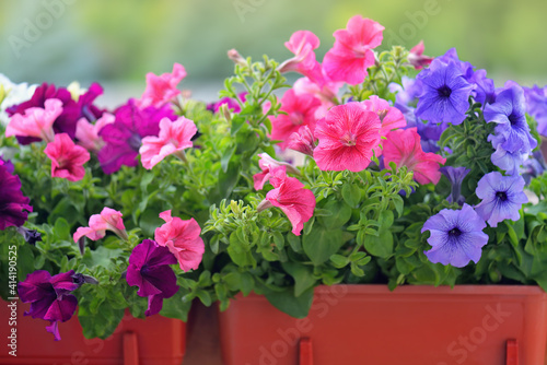 Fototapeta Naklejka Na Ścianę i Meble -  Basket of vibrant pink, purple and violet surfinia flowers  or petunia in bloom hanging in summer. Background of group blooming petunia surfinia. Colorful decorative flowers on the balcony. 