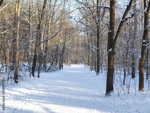 droga przez zaśnieżony las // road through the snowy forest © Adam
