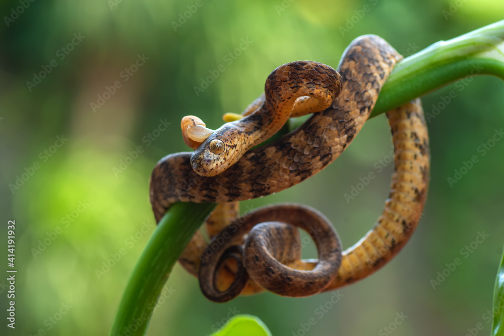 The keeled slug-eating snake, Pareas carinatus
