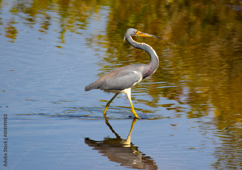 Obraz premium Tri-color heron sauntering across the lake