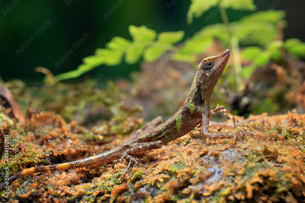 Baby angle head lizard inside a bush Baby angle head lizard inside a bush
