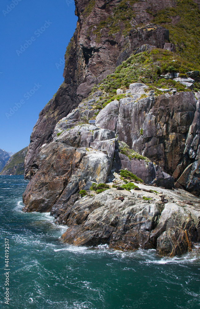 Wild seals sunning on a rock in Milford Sound fjord, Fiordland National Park, South Island, New Zealand.