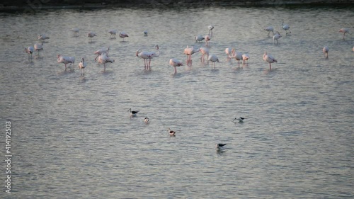 flamingos at sunrise in the Salina dei Monaci Nature Reserve, an old salt pan at Torre Colimena, Taranto, Apulia, Italy