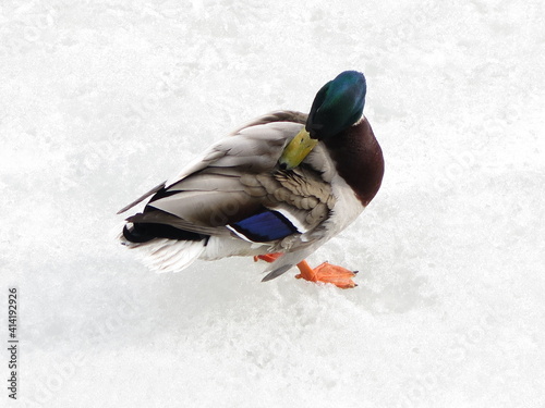 Canvas Print a duck on a frozen lake in Toronto, Ontario, Canada, March