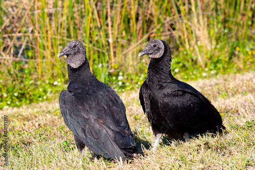 Pair of black vultures