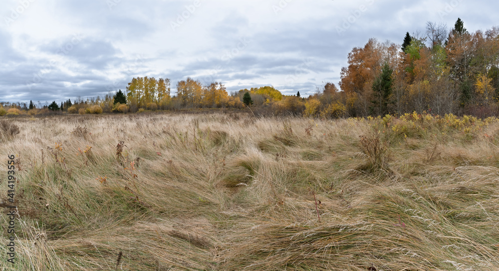 Prairie autumn landscape with a detailed view of windswept golden