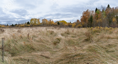 Prairie autumn landscape with a detailed view of windswept golden colored fescue grass.  Shrubs with yellow leaves and scattered pine trees are in the midground. The sky overcast with gray clouds
 photo