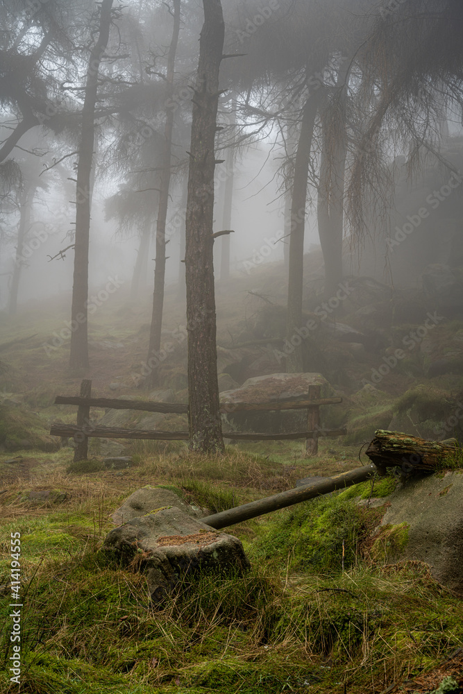 Obraz premium Woodland winter mist and fog at The Roaches, Staffordshire.