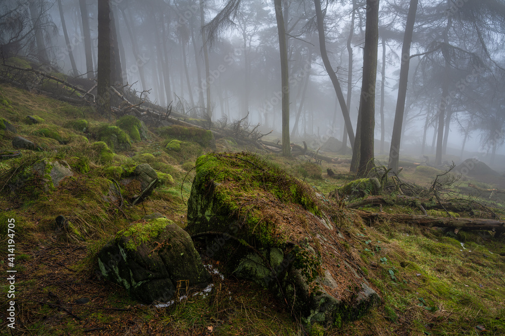 Woodland winter mist and fog at The Roaches, Staffordshire. Woodland winter mist and fog at The Roaches, Staffordshire.