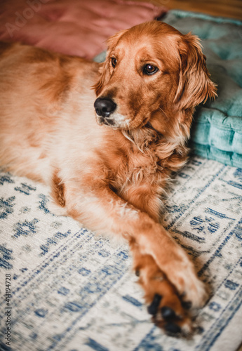 Obraz na płótnie golden retriever dog