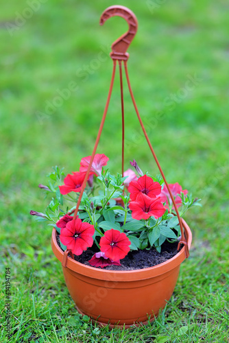 Vibrant red surfinia flowers  or petunia in bloom in summer. Background of group blooming petunia surfinia. Colorful decorative flowers on the balcony. Selective focus