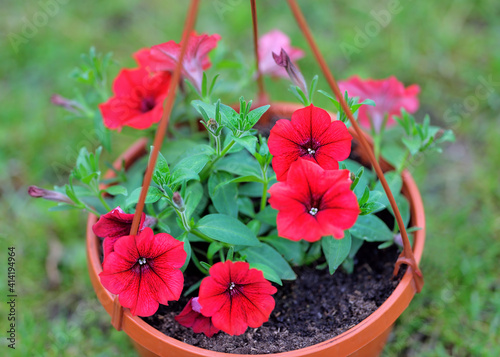 Vibrant red surfinia flowers or petunia in bloom in summer. Background of group blooming petunia surfinia. Colorful decorative flowers on the balcony. Selective focus