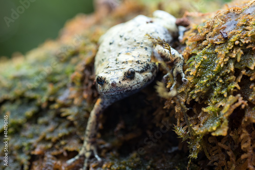 the smooth-fingered narrow-mouthed frog ( kaloula baleata ) in the moss photo