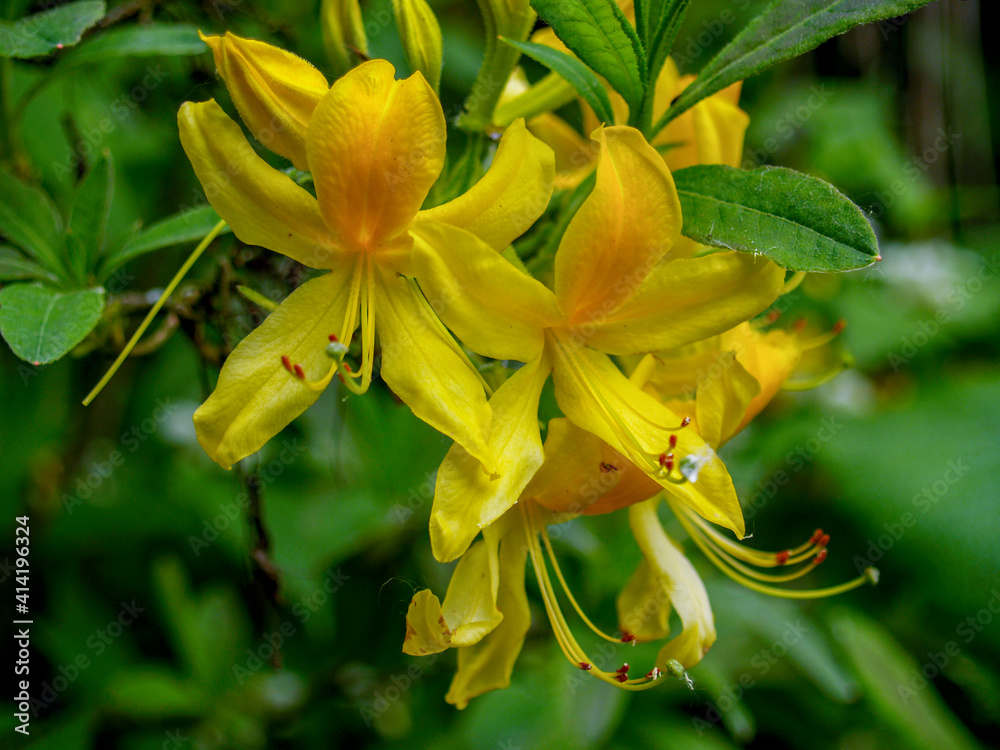 Azaleenblüte Azaleenblüte