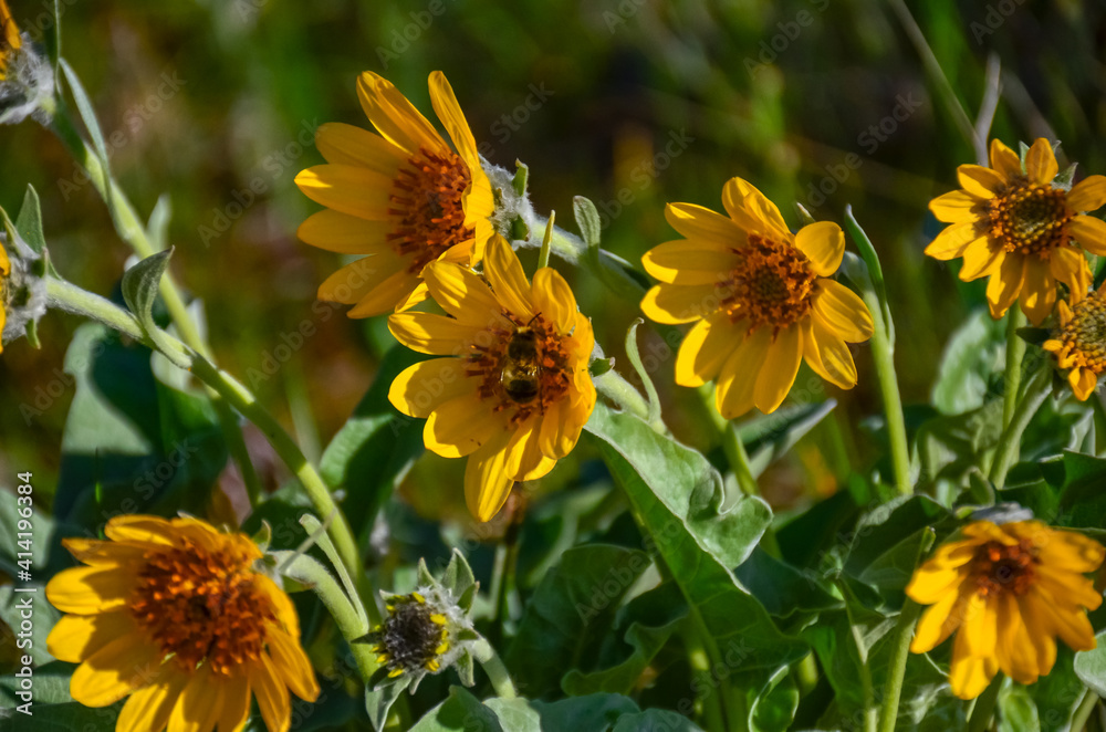 Fototapeta premium Mertensia longiflora, Trumpet Lungwort. Wild plants and flowers, flora of the state of Aregon, US