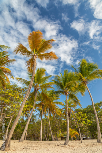 Caribbean, Grenada, Mayreau Island. Beach and palm trees.