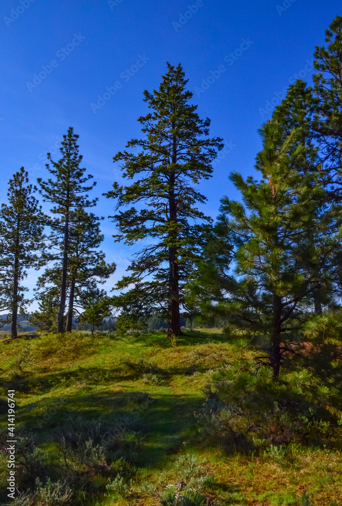 Big coniferous spruce tree against blue sky background, Oregon, US Big coniferous spruce tree against blue sky background, Oregon, US