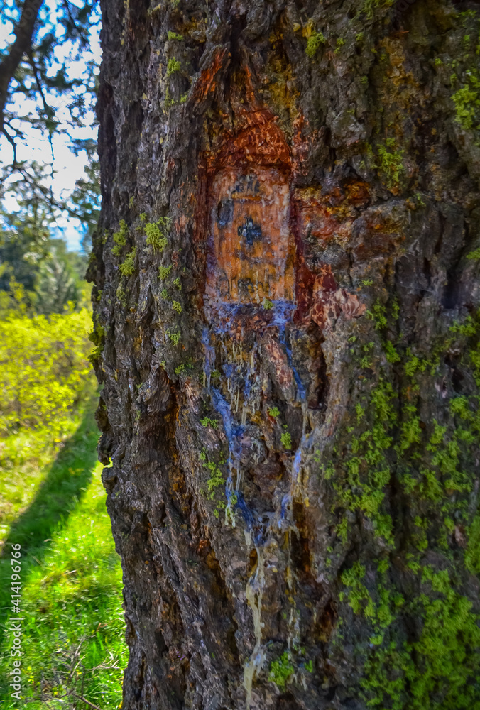 Pine tree resin originates from a damaged tree bark in Oregon, US
