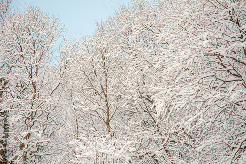 Winter trees