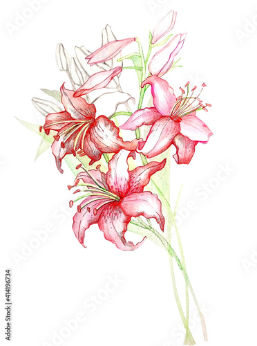 Multicolor botanical sketch of lily flowers on white background for design projects