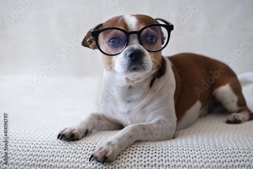 Fototapeta Naklejka Na Ścianę i Meble -  Small chihuahua dog in glasses looking at camera and lying on sofa. 