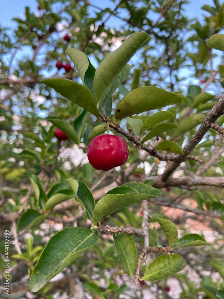 Acerola no pé