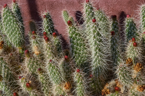 Blooming prickly pear cacti in the interior of a house in Oregon, US